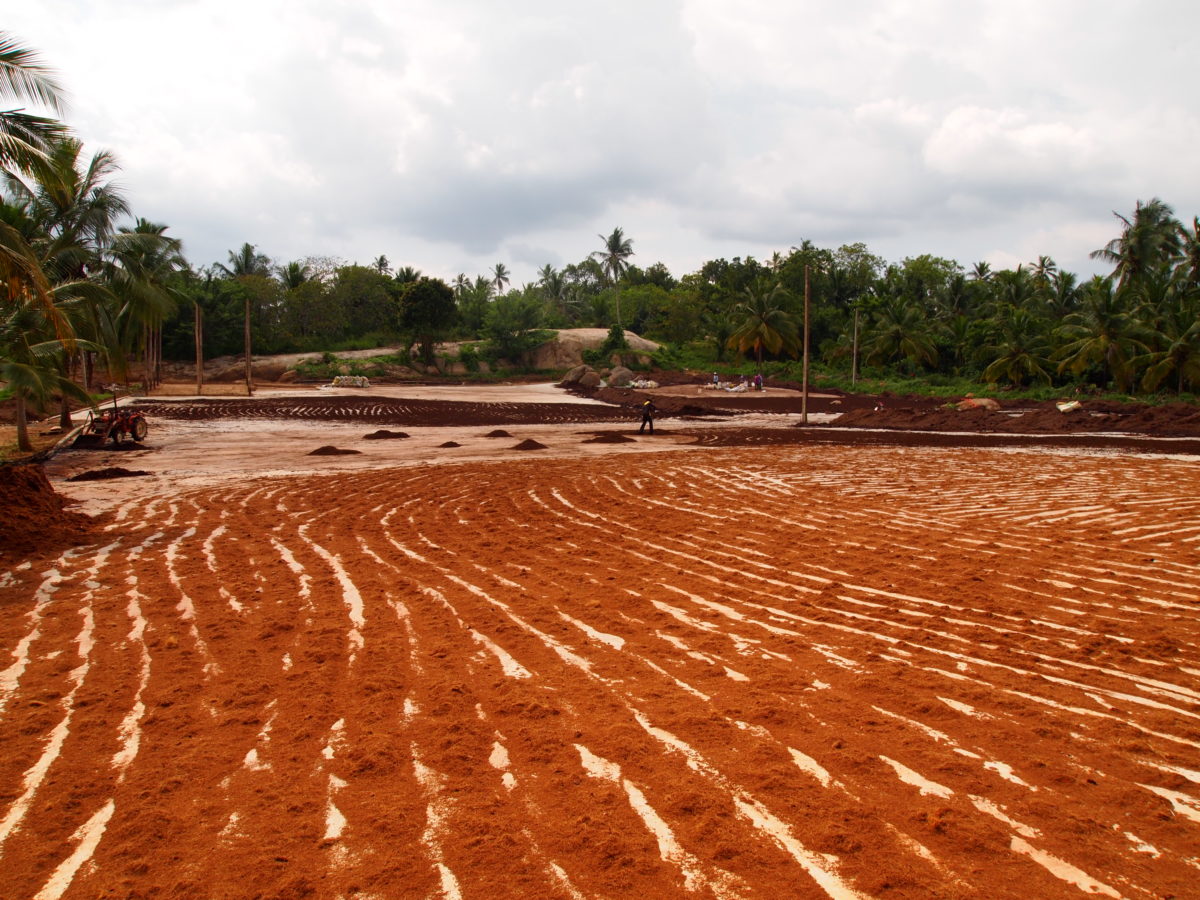 How to Make Coconut Coir The Manufacturing Process